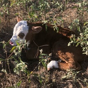 Meet your Posher, Lance